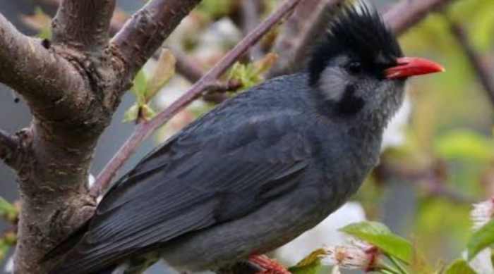 Suara Burung Murai Batu Untuk Terapi Suara