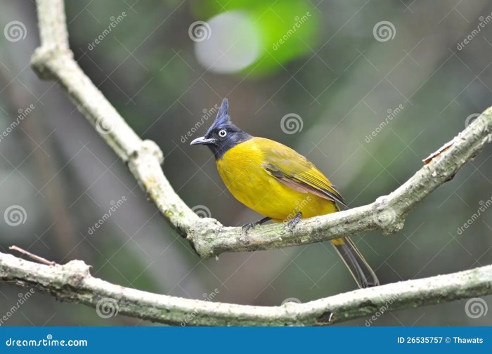 Bulbul black subspecies endemic