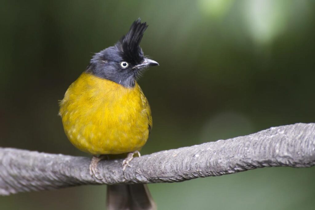 Bird bulbul crested black