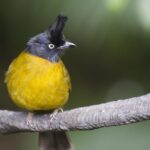 Bird bulbul crested black