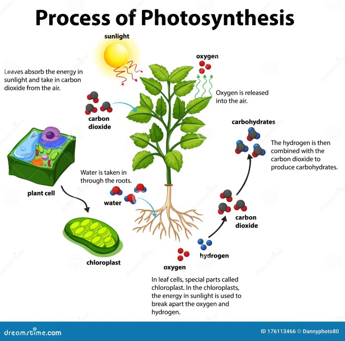 Gambar Proses Fotosintesis Secara Detail